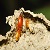 247termiteinspectionperth